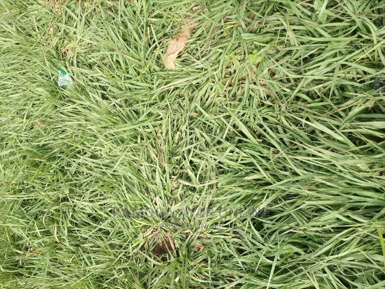 Paspalum Grass Natural Carpets South Africa