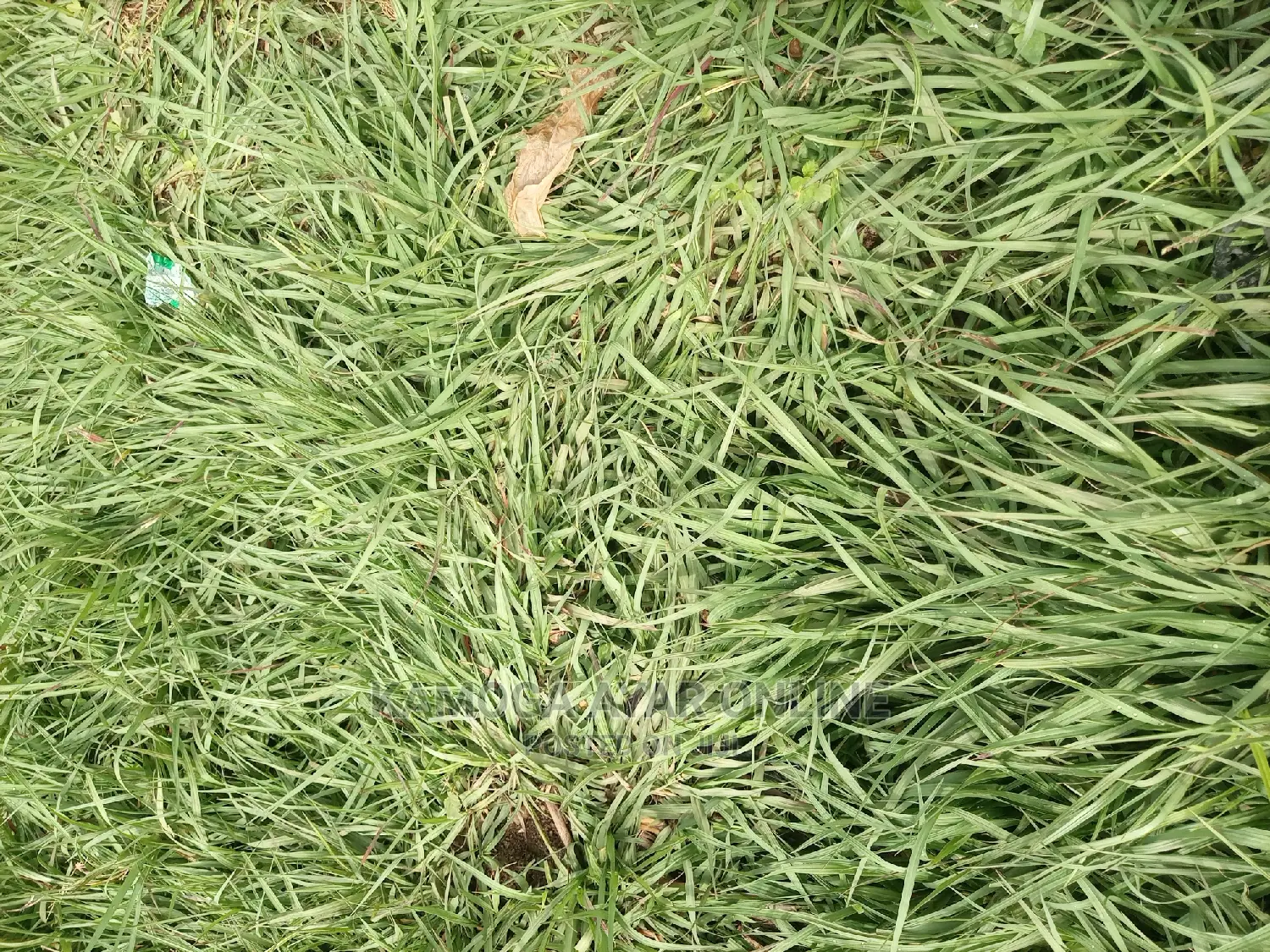 Paspalum Grass Natural Carpets South Africa