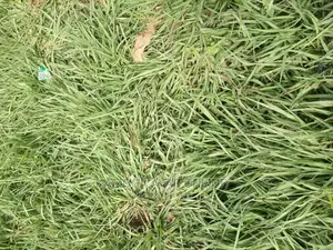 Paspalum Grass Natural Carpets South Africa