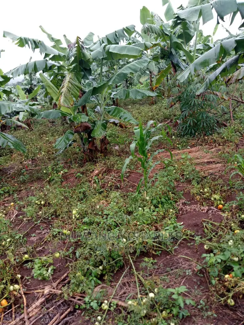 5acres of Land for Sale in Kikyusa