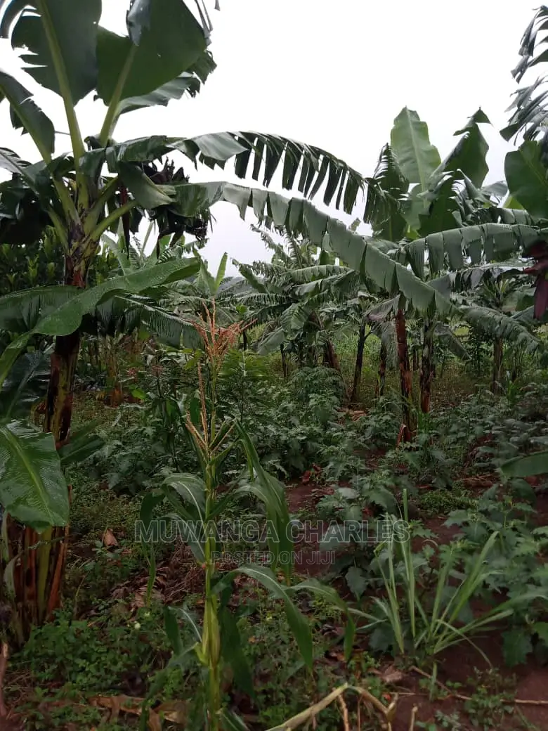 5acres of Land for Sale in Kikyusa