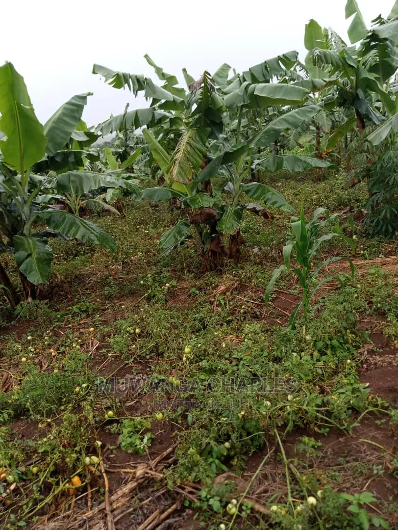 5acres of Land for Sale in Kikyusa