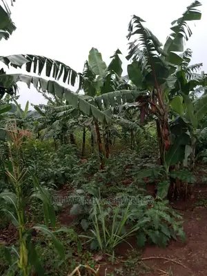 5acres of Land for Sale in Kikyusa