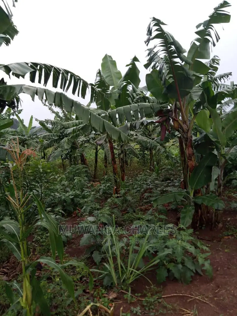 5acres of Land for Sale in Kikyusa