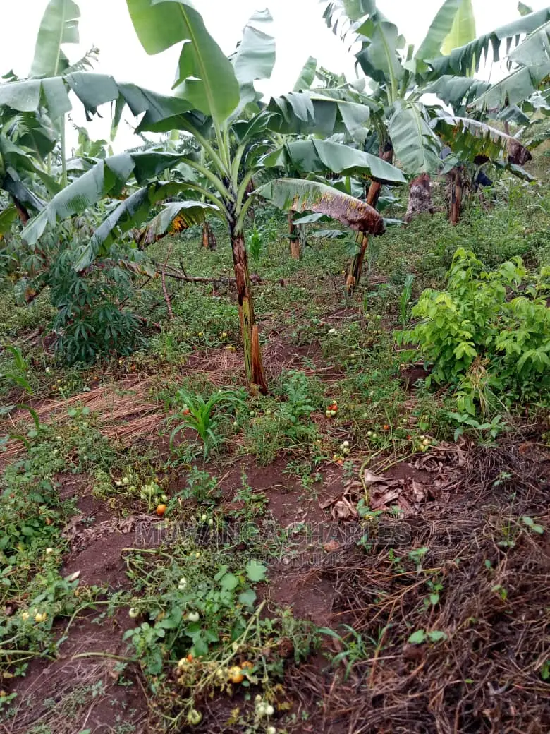 5acres of Land for Sale in Kikyusa
