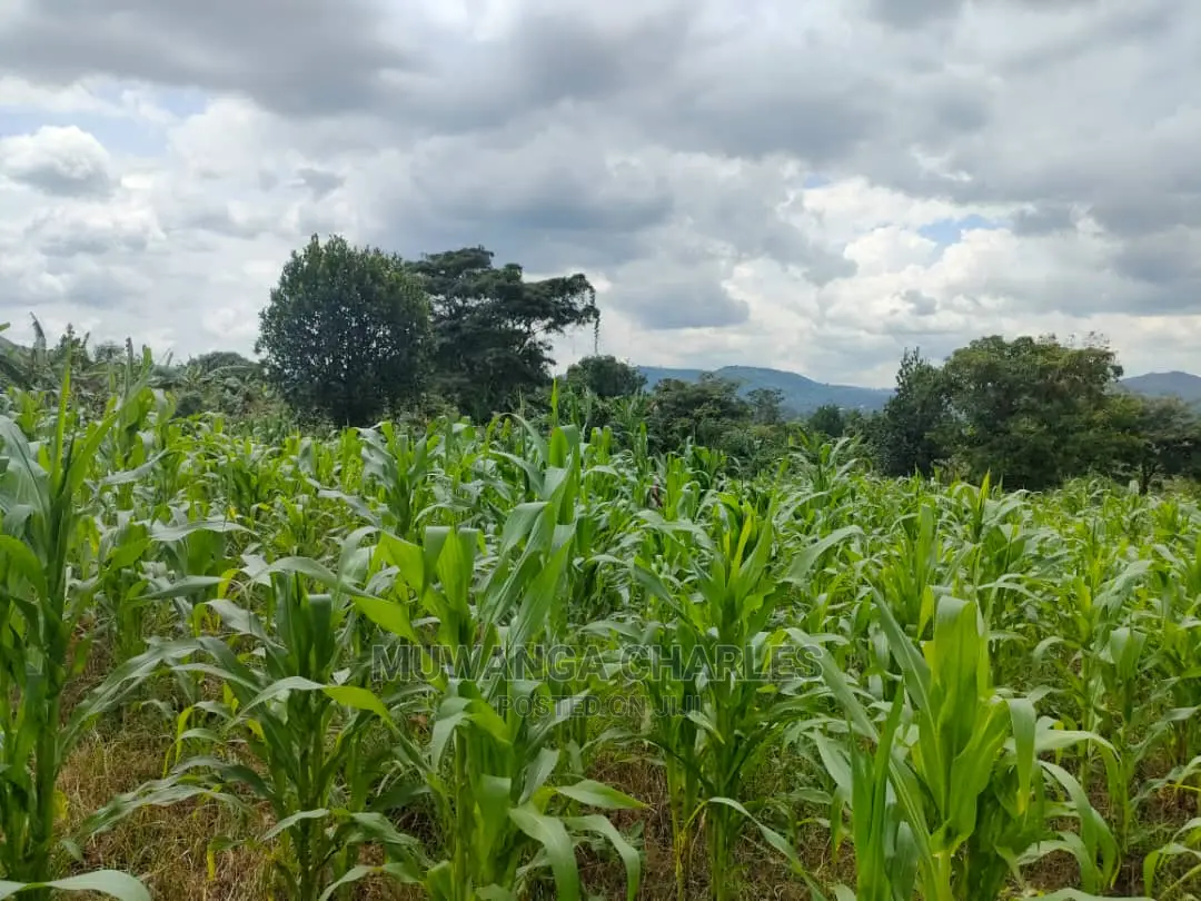Land for Sale at Zirobwe