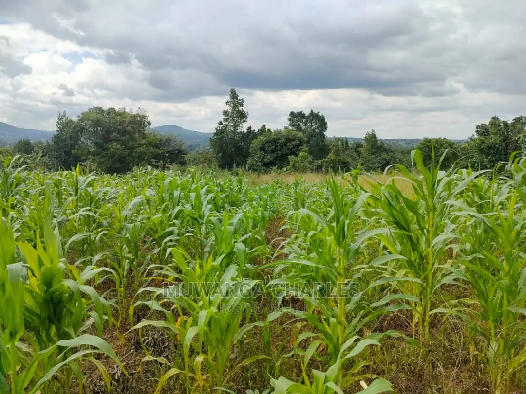 Land for Sale in Zirobwe Tongo