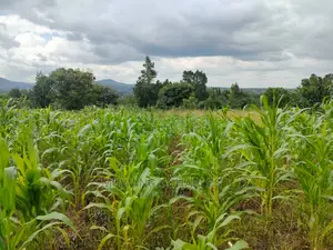 Land for Sale in Zirobwe Tongo