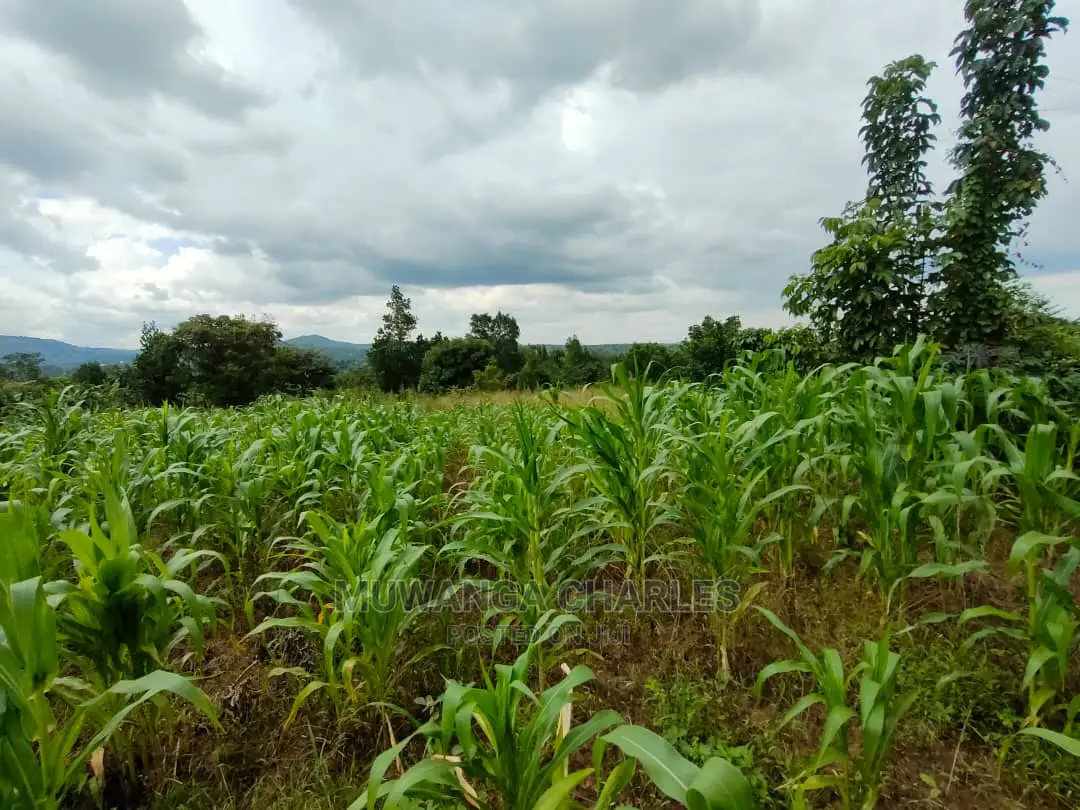 Land for Sale in Zirobwe Tongo