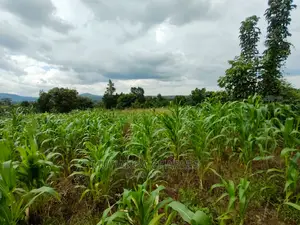Land for Sale in Zirobwe Tongo
