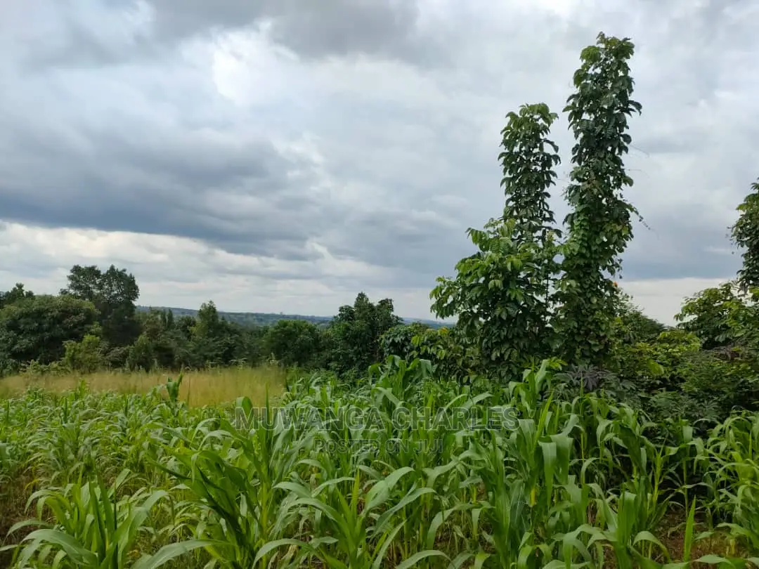 Land for Sale in Zirobwe Tongo