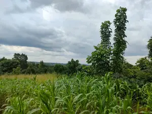 Land for Sale in Zirobwe Tongo