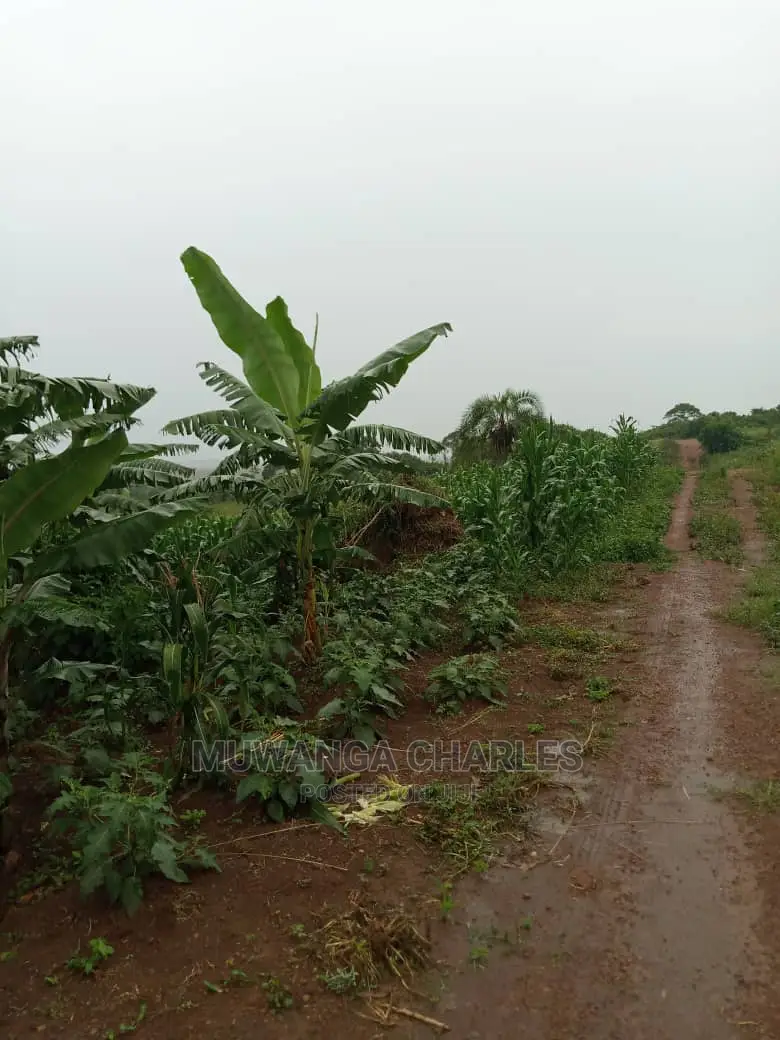 Land for Sale in Zirobwe Wabutungulu