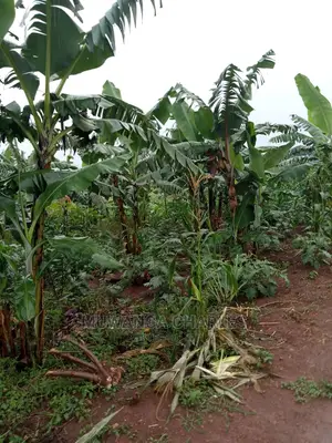 Land for Sale in Zirobwe Wabutungulu