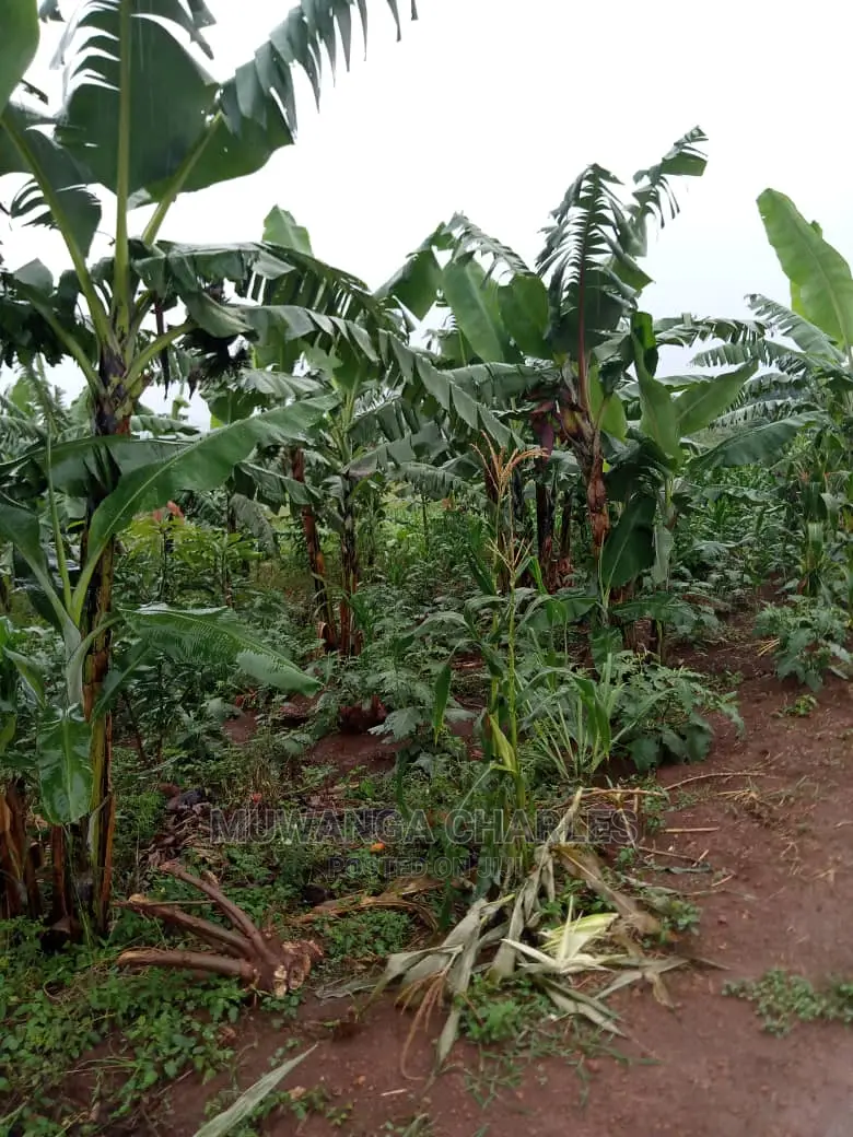 Land for Sale in Zirobwe Wabutungulu