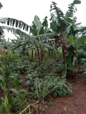 Land for Sale in Zirobwe Wabutungulu