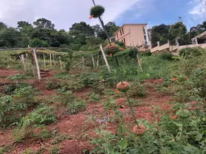 Plot for Sale in Nkumba Entebbe