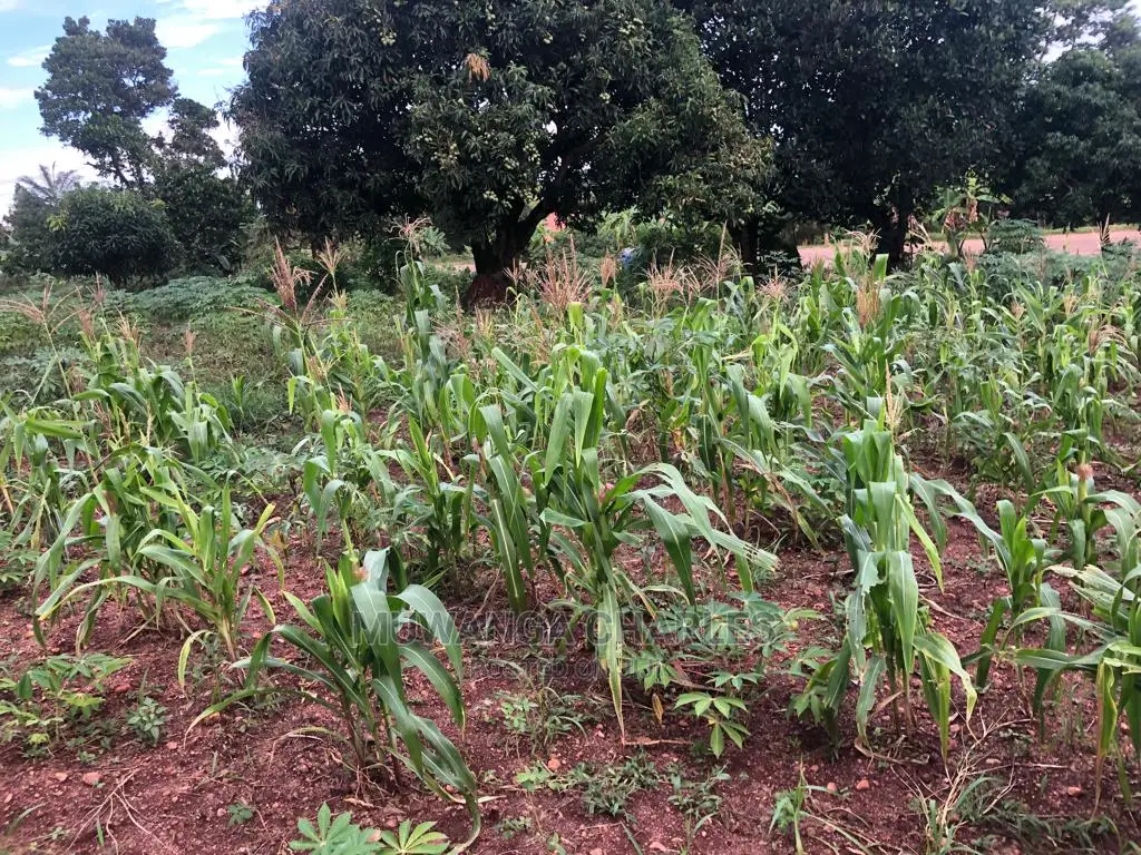 Plot for Sale in Nkumba Entebbe