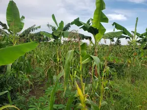 10acres for Sale in Luwero