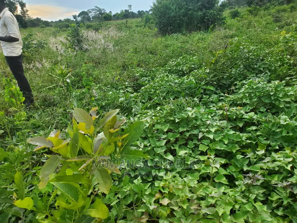 10acres for Sale in Luwero