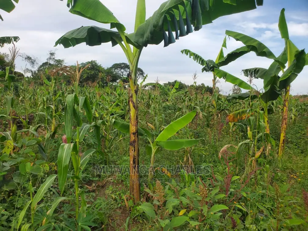 10acres for Sale in Luwero