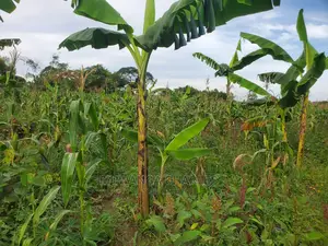 10acres for Sale in Luwero