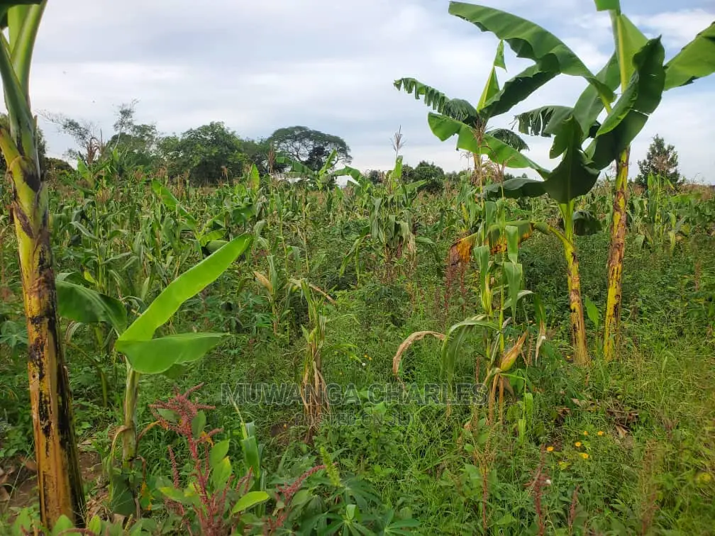 10acres for Sale in Luwero