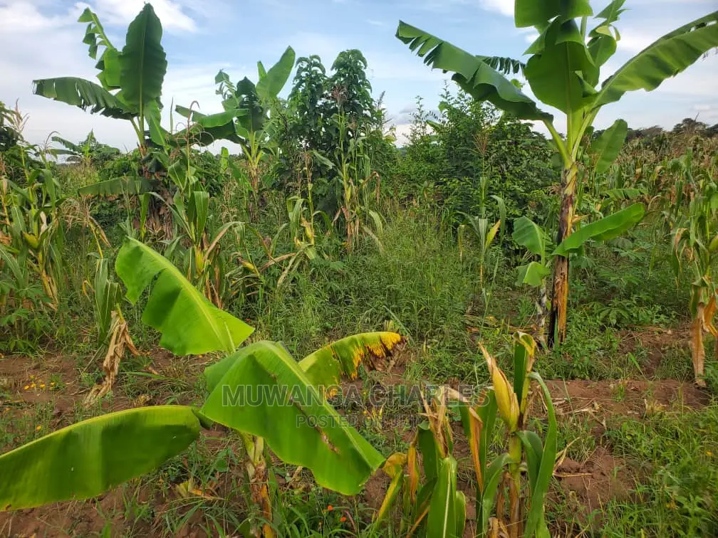 10acres for Sale in Luwero