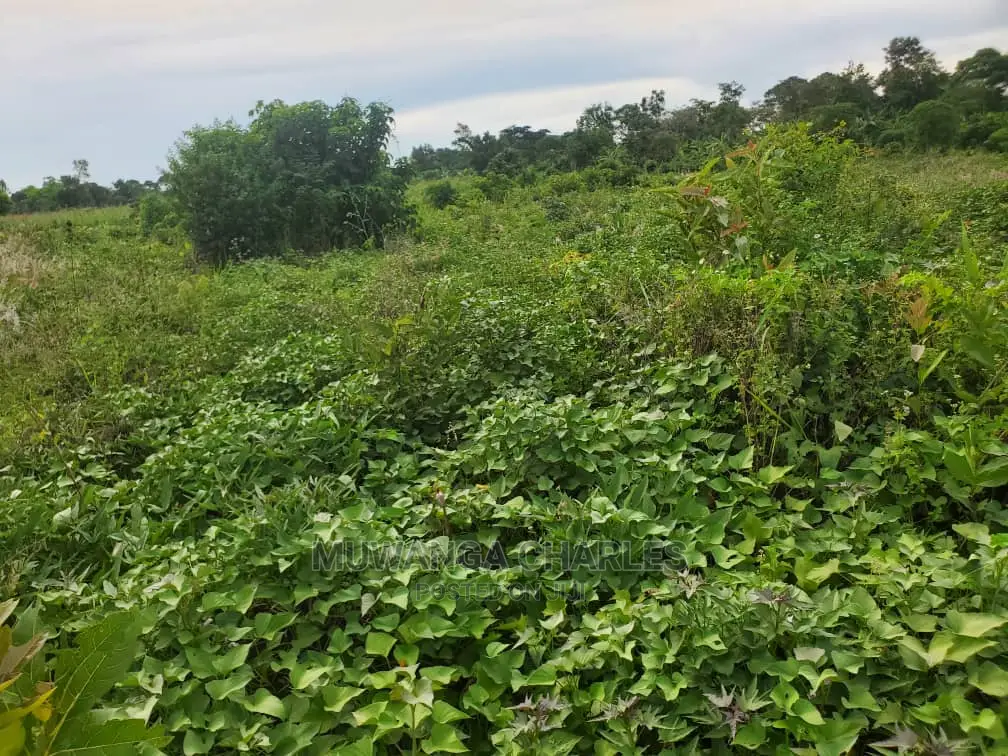 10acres for Sale in Luwero
