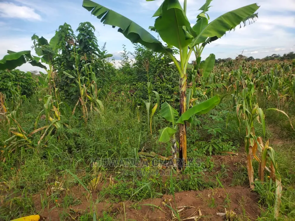 10acres for Sale in Luwero