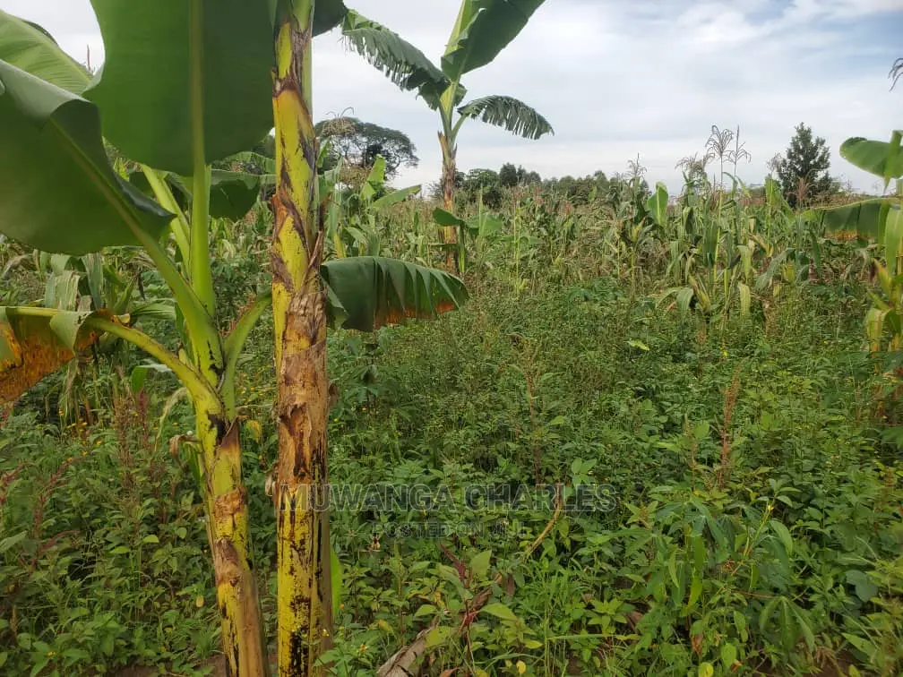 10acres for Sale in Luwero