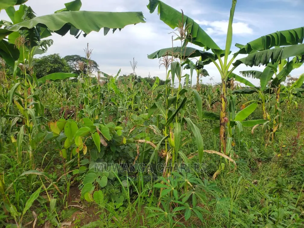 10acres for Sale in Luwero