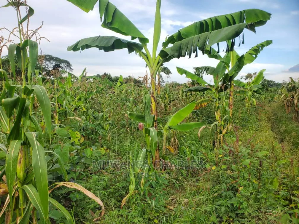 10acres for Sale in Luwero