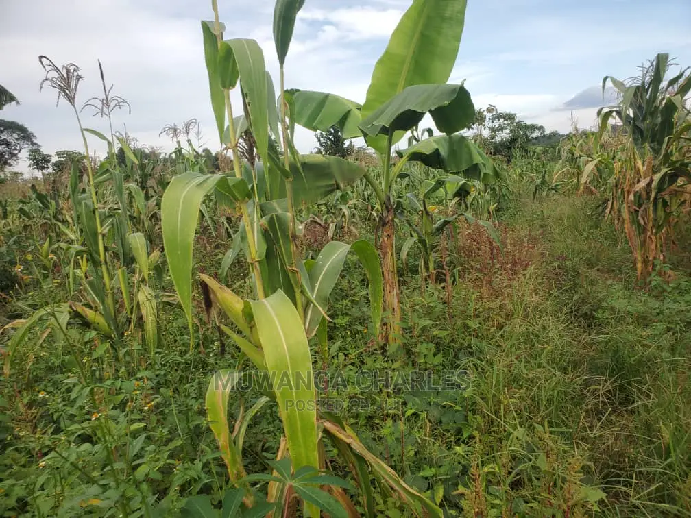 10acres for Sale in Luwero