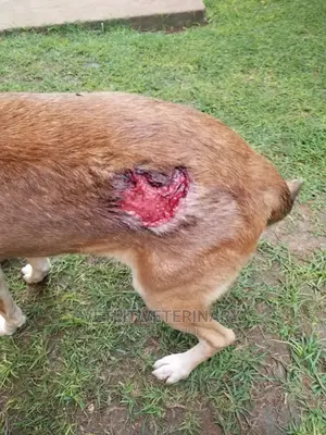Veterinary services