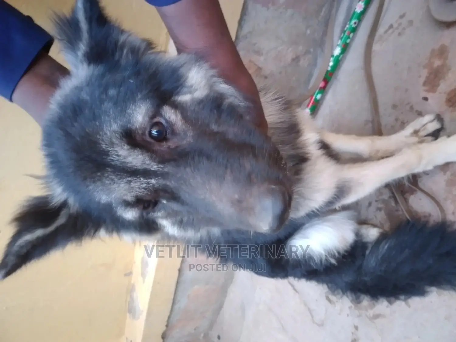 Veterinary services