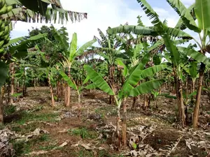 3acres of Land for Sale in Luwero