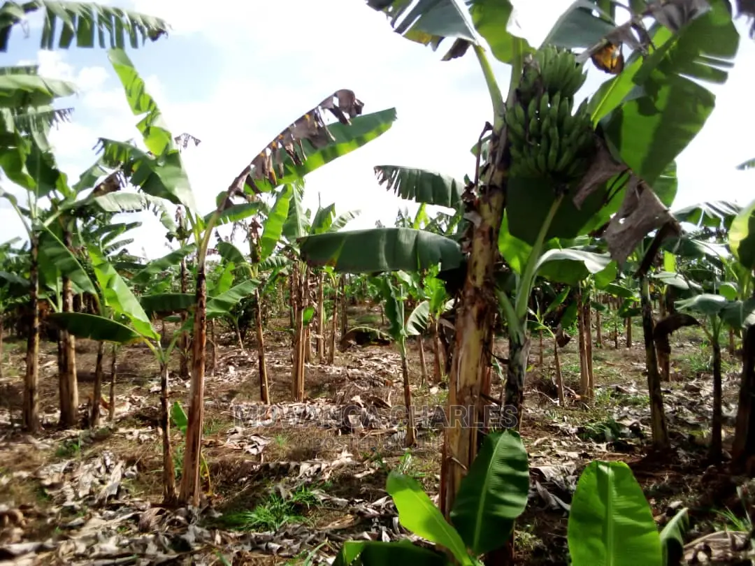 3acres of Land for Sale in Luwero