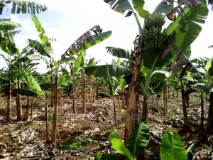 3acres of Land for Sale in Luwero
