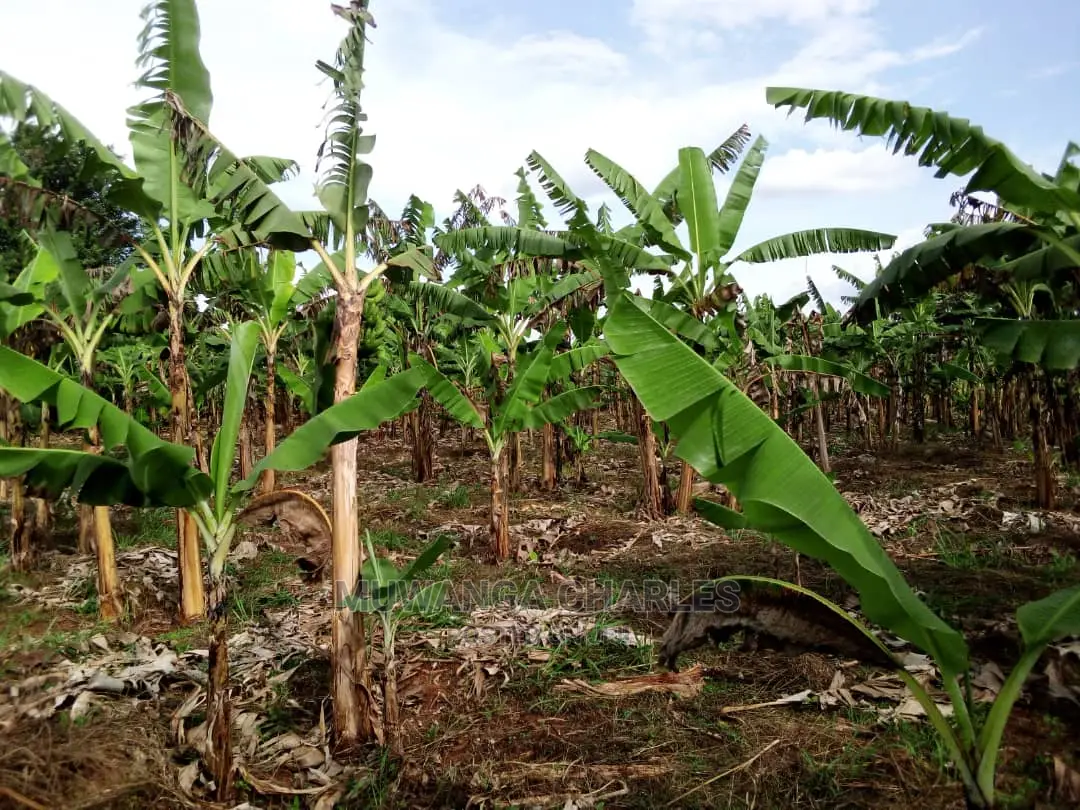 3acres of Land for Sale in Luwero