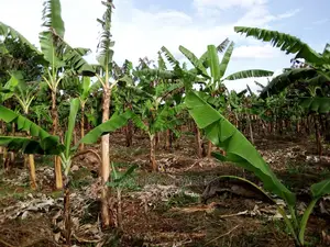 3acres of Land for Sale in Luwero