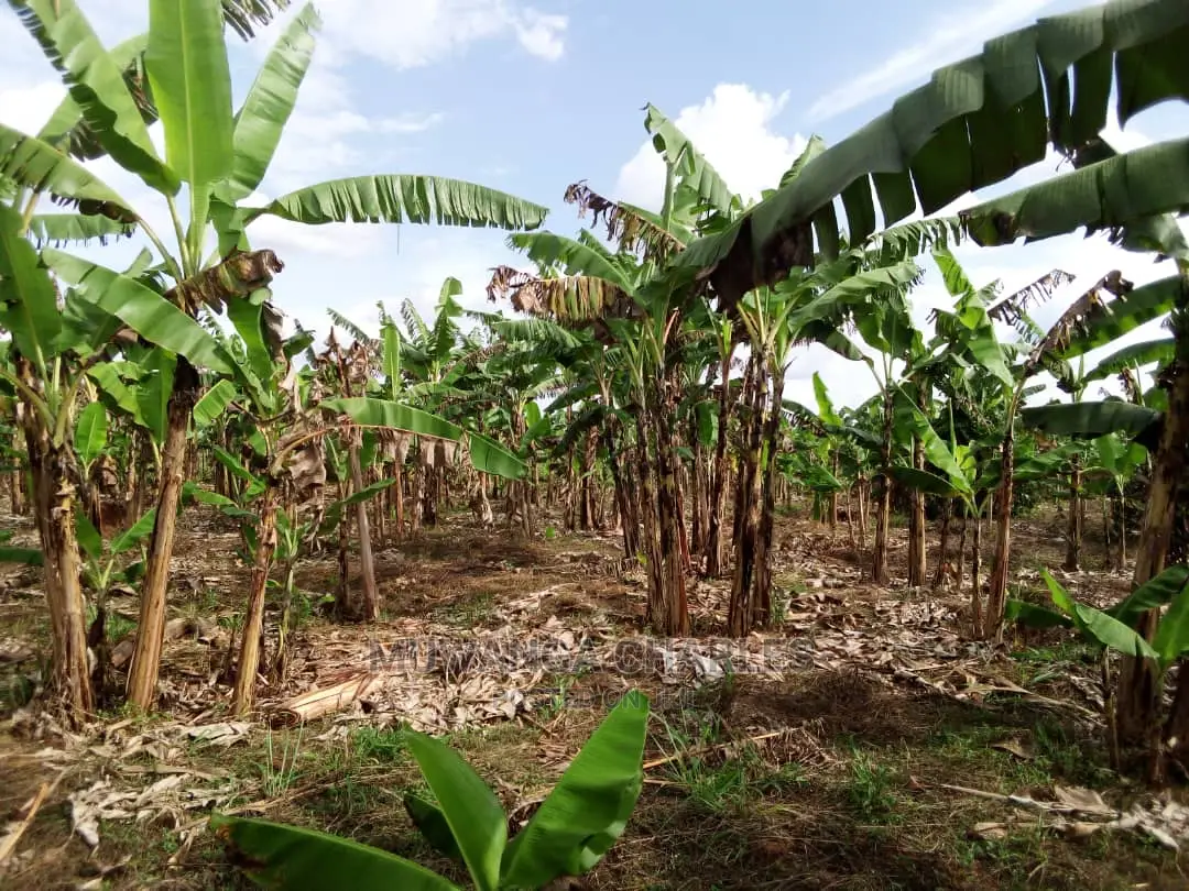 3acres of Land for Sale in Luwero