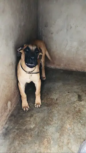 3-6 Months Male Purebred Boerboel