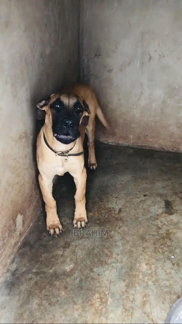 3-6 Months Male Purebred Boerboel