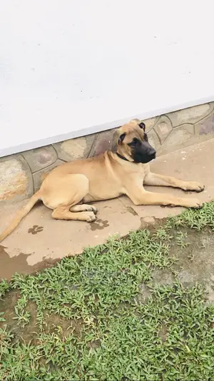 3-6 Months Male Purebred Boerboel