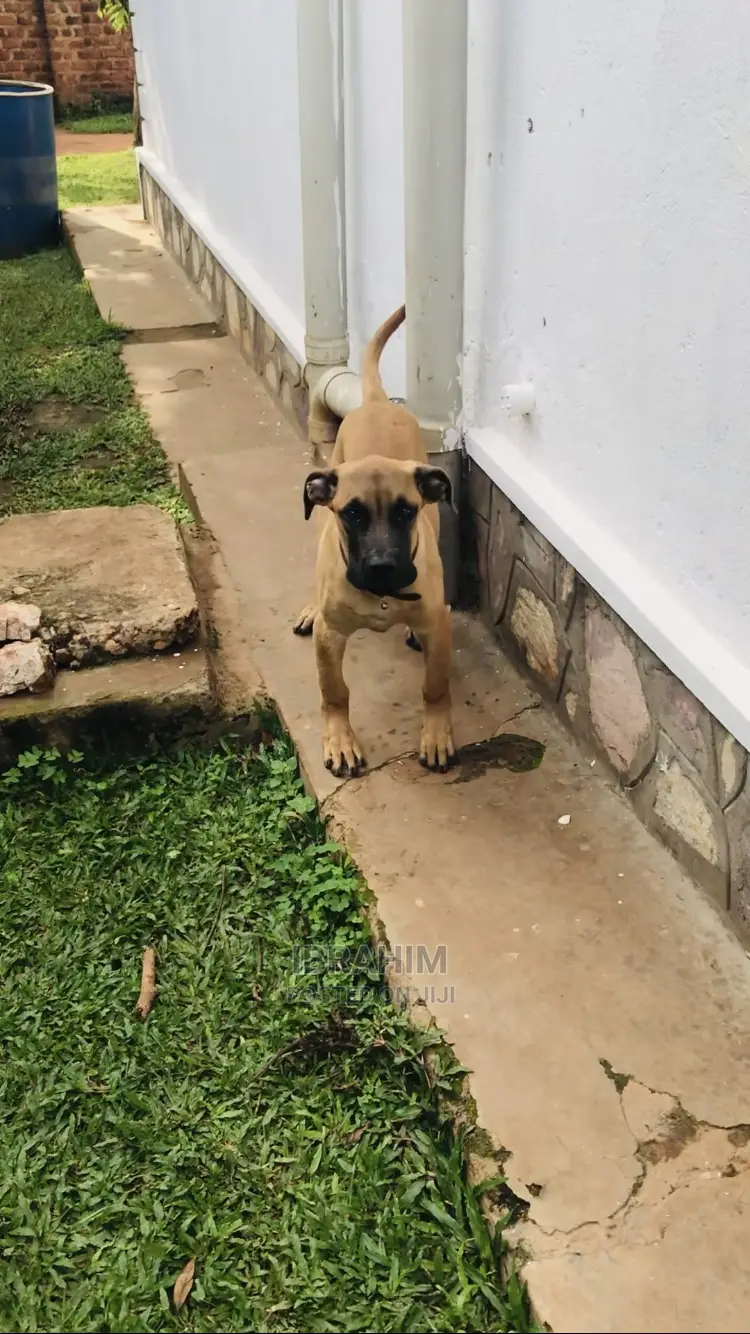3-6 Months Male Purebred Boerboel