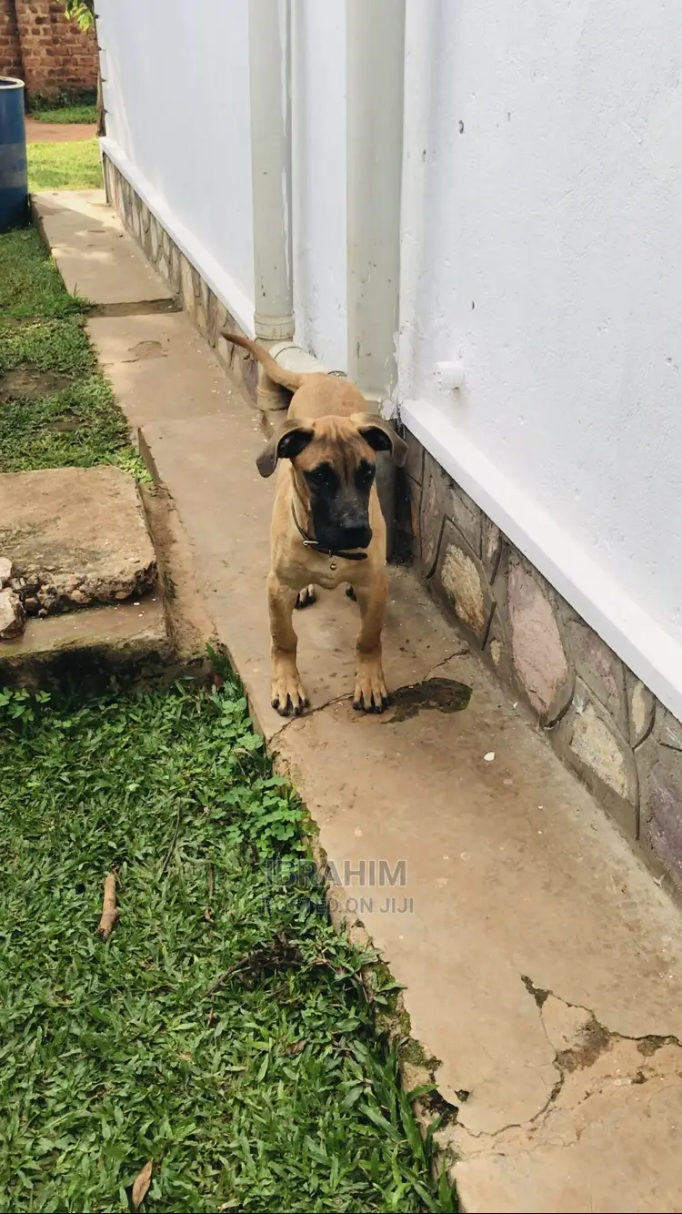 3-6 Months Male Purebred Boerboel