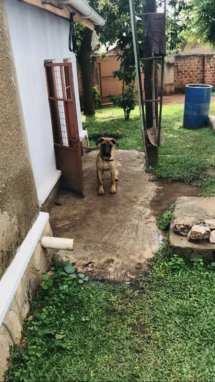 3-6 Months Male Purebred Boerboel