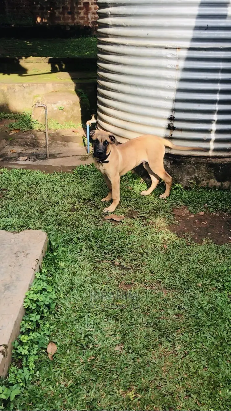 3-6 Months Male Purebred Boerboel