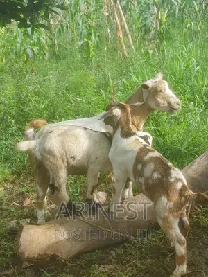 Savanna Female Pregnant and Has Two Kids